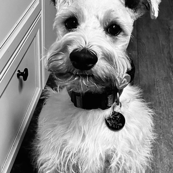 Meet your Posher, Simone - Picture 5 of 15